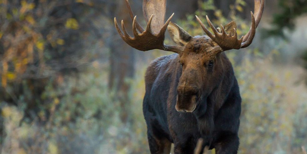 Forfaits de chasse et pêche à l'ours noir — Pourvoirie Duhamel – Pourvoirie Duhamel